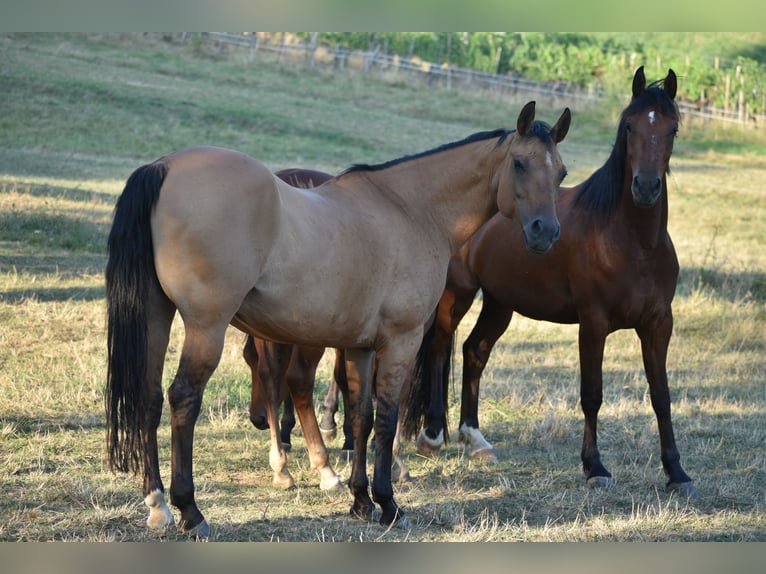 American Quarter Horse Merrie 16 Jaar 147 cm Buckskin in Sv. Jurij ob Ščavnici