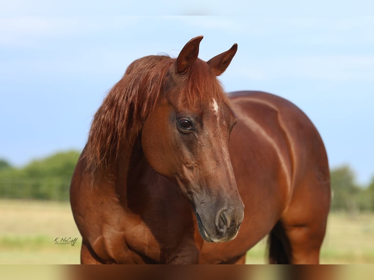 American Quarter Horse Merrie 16 Jaar 147 cm in Ravenna