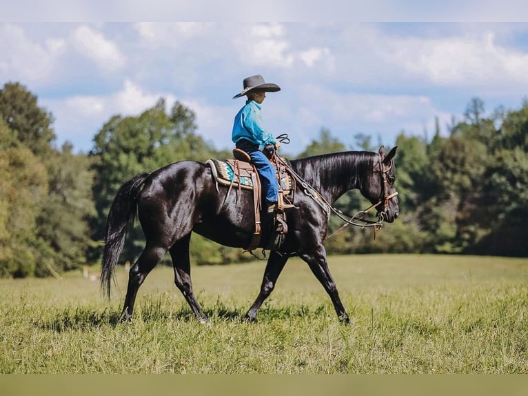 American Quarter Horse Merrie 16 Jaar 147 cm Zwart in Cookeville, TN