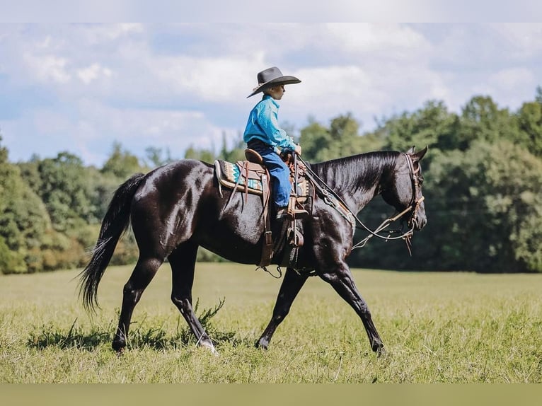 American Quarter Horse Merrie 16 Jaar 147 cm Zwart in Cookeville, TN