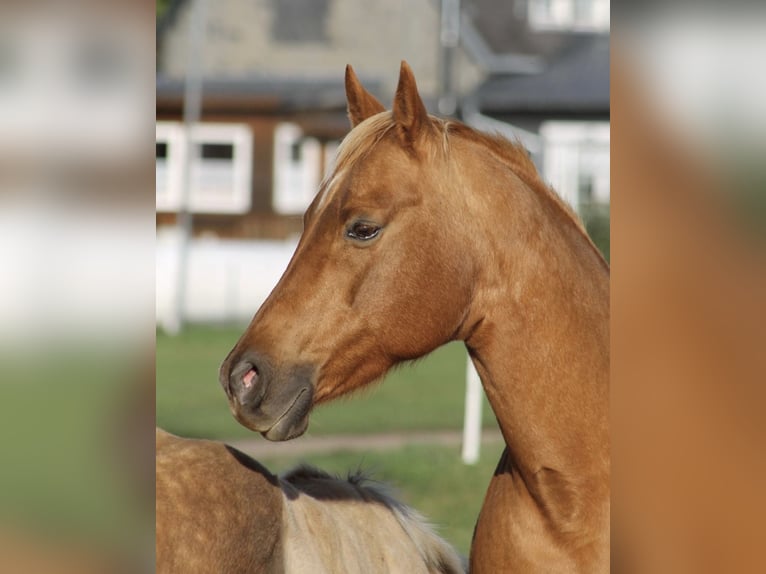 American Quarter Horse Merrie 16 Jaar 148 cm Palomino in Driedorf