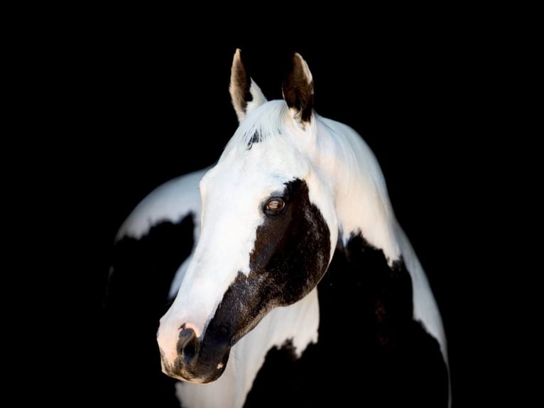 American Quarter Horse Merrie 16 Jaar 150 cm Tobiano-alle-kleuren in Weatherford TX