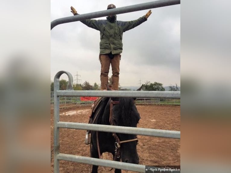 American Quarter Horse Merrie 16 Jaar 150 cm Zwartbruin in Mellingen