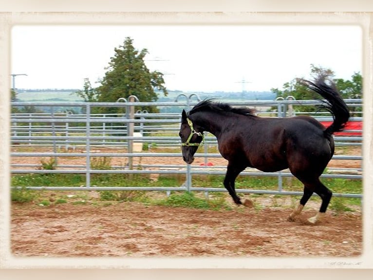 American Quarter Horse Merrie 16 Jaar 150 cm Zwartbruin in Mellingen