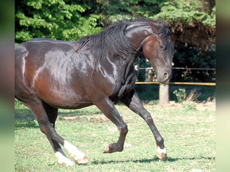 American Quarter Horse Merrie 16 Jaar 150 cm Zwartbruin in Mellingen