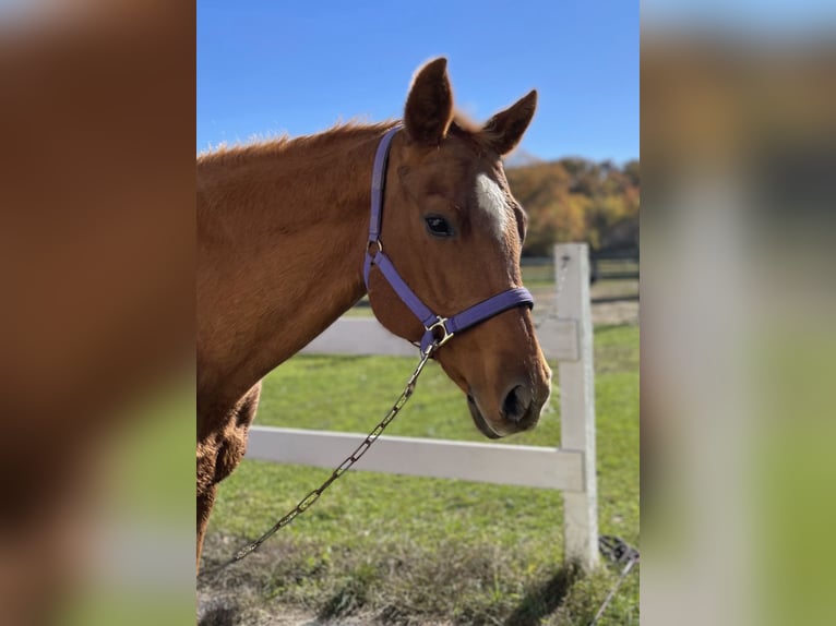 American Quarter Horse Merrie 16 Jaar 152 cm Donkere-vos in Farmingdale, NJ