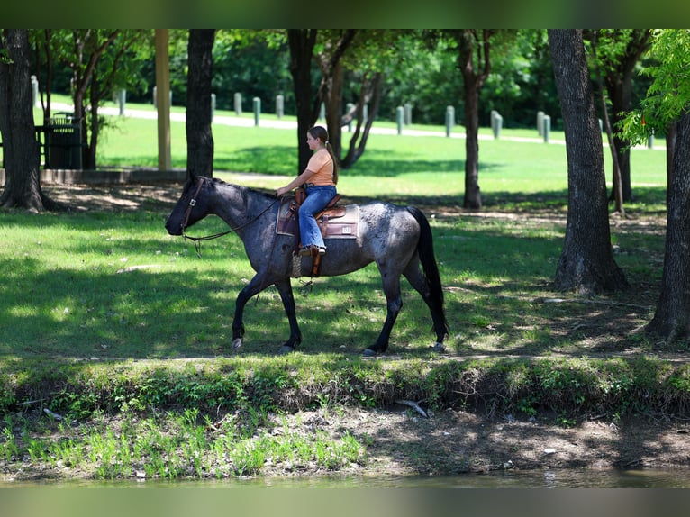 American Quarter Horse Merrie 16 Jaar 152 cm Roan-Blue in Forney