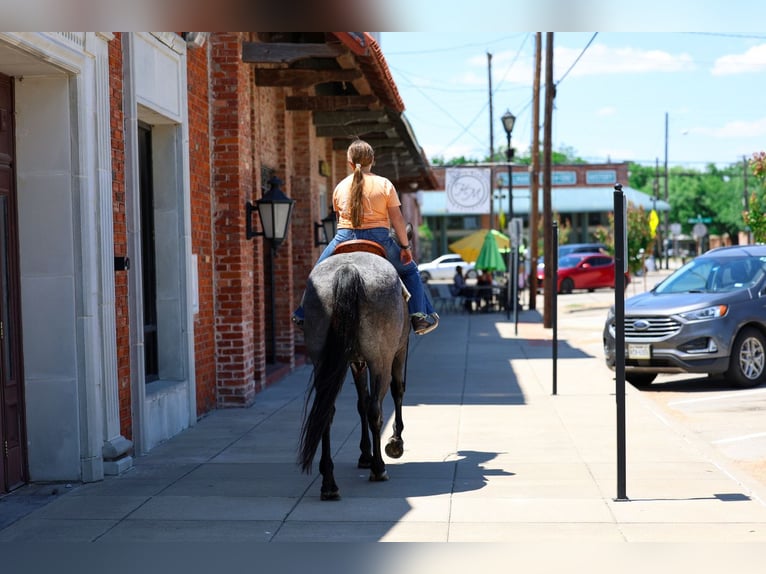 American Quarter Horse Merrie 16 Jaar 152 cm Roan-Blue in Forney