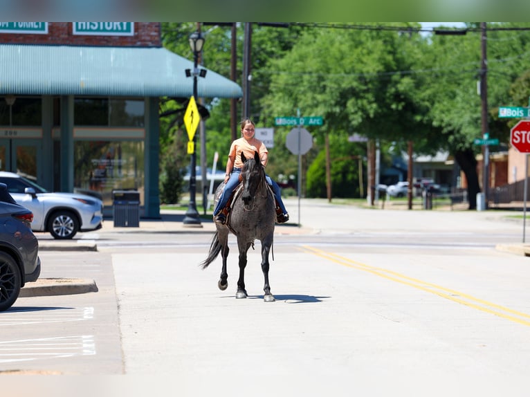 American Quarter Horse Merrie 16 Jaar 152 cm Roan-Blue in Forney