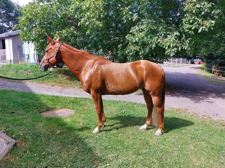 American Quarter Horse Merrie 16 Jaar 152 cm Vos in Neuwied