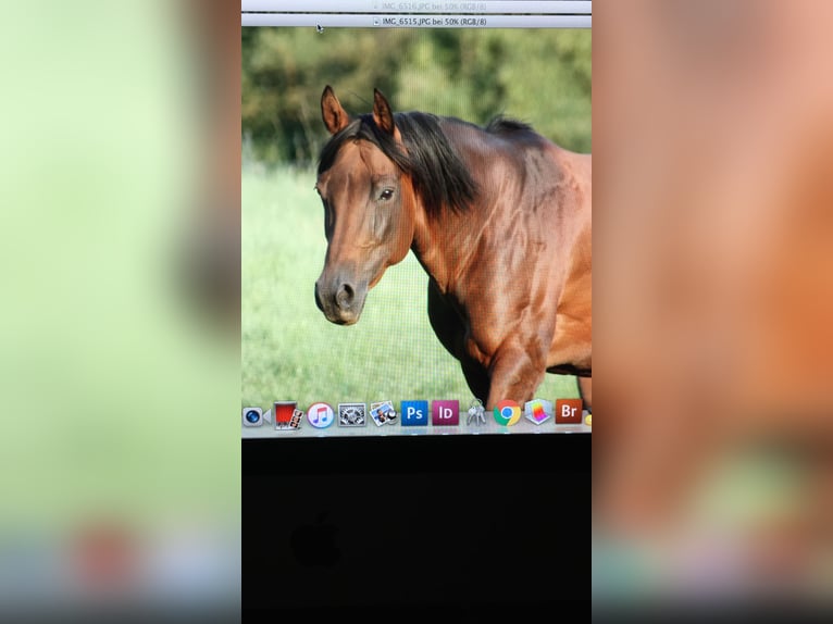 American Quarter Horse Merrie 16 Jaar 154 cm Falbe in Zierenberg