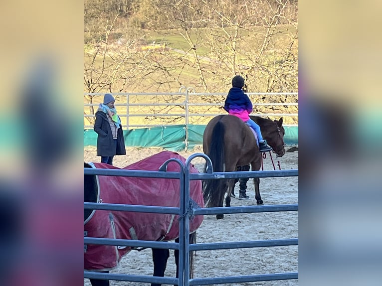 American Quarter Horse Merrie 16 Jaar 154 cm Falbe in Zierenberg