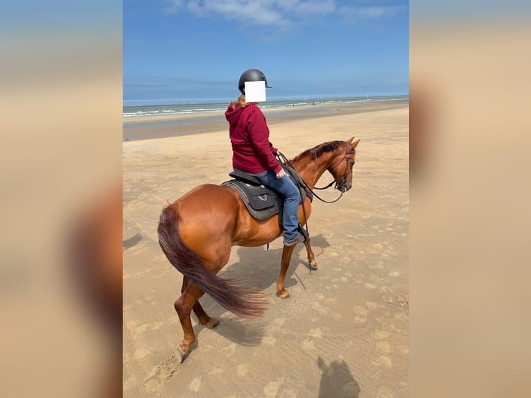 American Quarter Horse Merrie 16 Jaar 160 cm Vos in Echternacherbrück