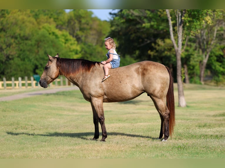 American Quarter Horse Merrie 16 Jaar Buckskin in Terrell