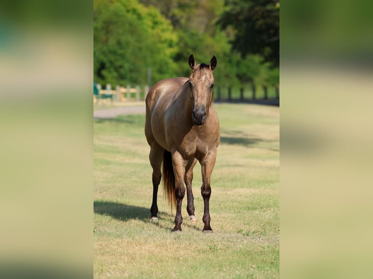 American Quarter Horse Merrie 16 Jaar Buckskin in Terrell