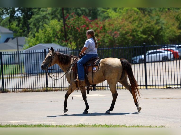 American Quarter Horse Merrie 16 Jaar Buckskin in Terrell