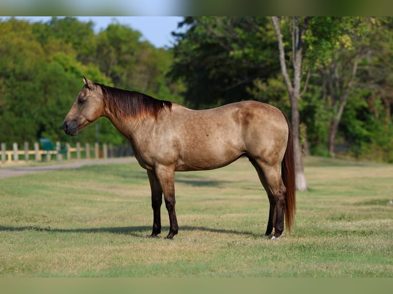 American Quarter Horse Merrie 16 Jaar Buckskin in Terrell
