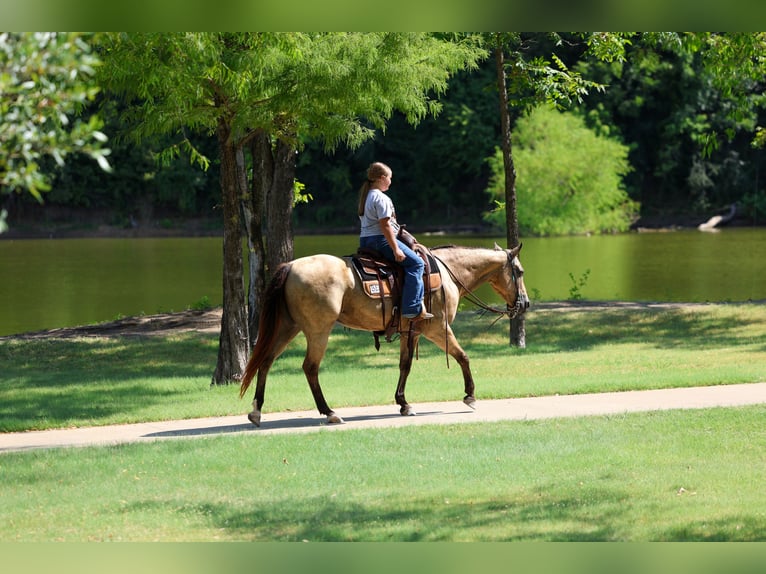 American Quarter Horse Merrie 16 Jaar Buckskin in Terrell
