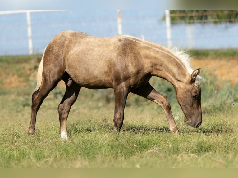 American Quarter Horse Merrie 16 Jaar Donkere-vos in Wayne