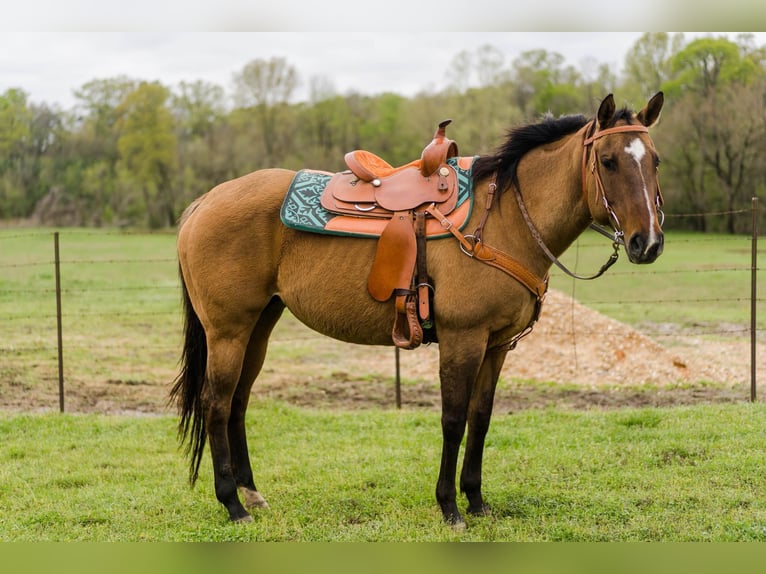 American Quarter Horse Merrie 16 Jaar Falbe in Bovina MS