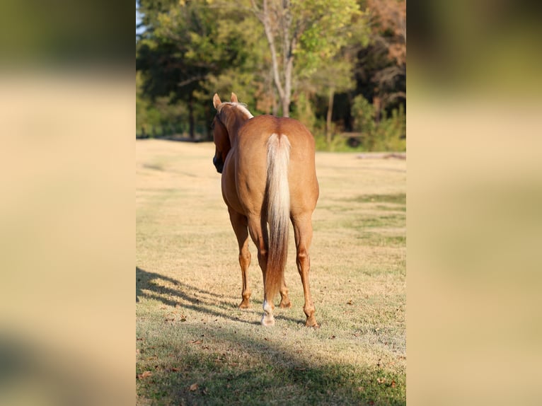 American Quarter Horse Merrie 16 Jaar Palomino in Terrell