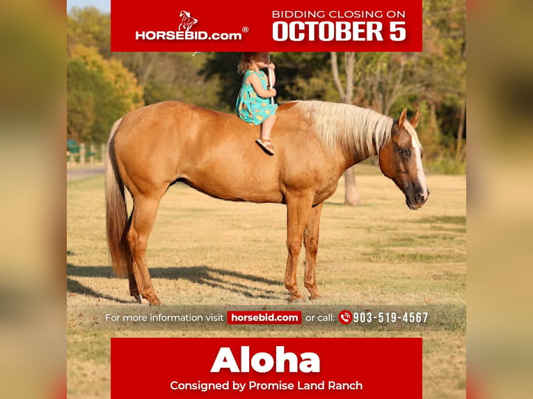 American Quarter Horse Merrie 16 Jaar Palomino in Terrell