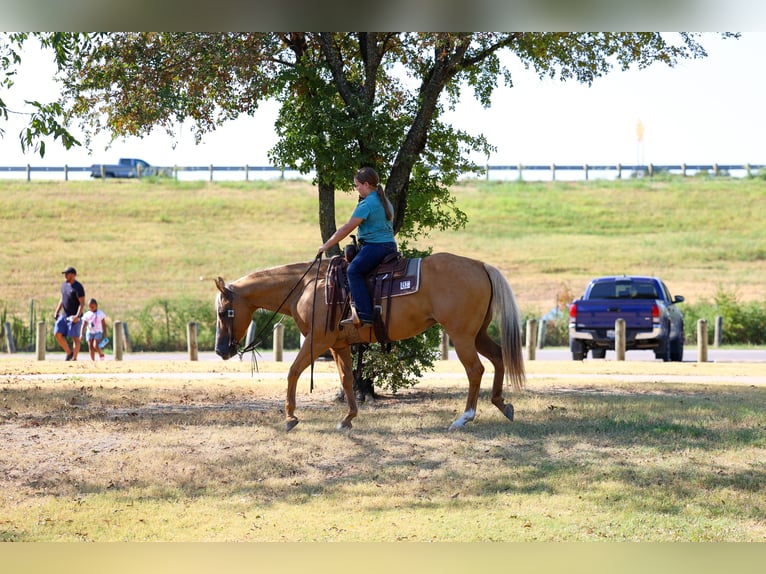 American Quarter Horse Merrie 16 Jaar Palomino in Terrell