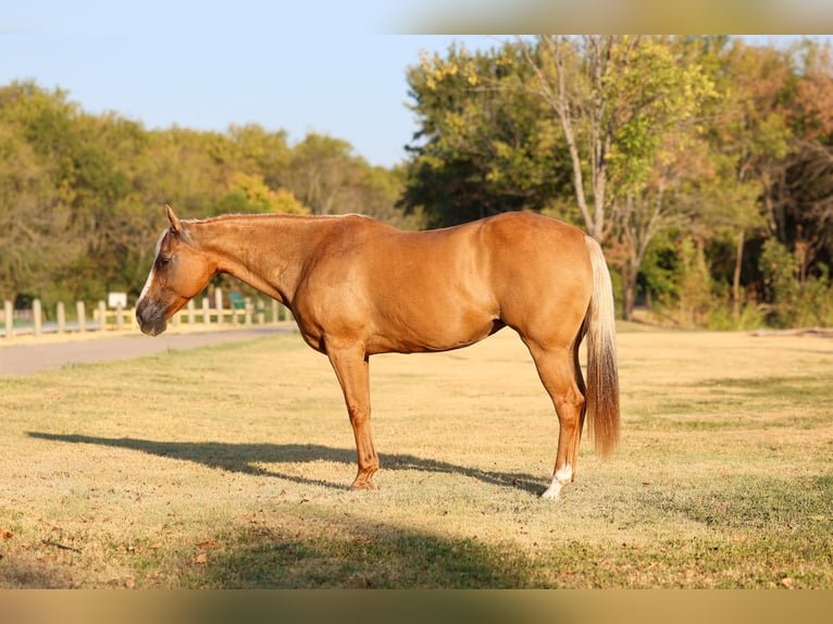 American Quarter Horse Merrie 16 Jaar Palomino in Terrell