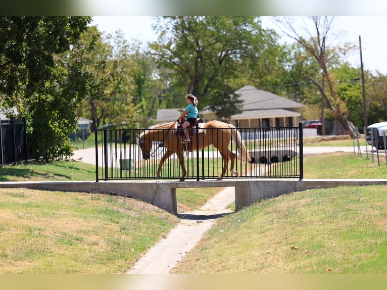 American Quarter Horse Merrie 16 Jaar Palomino in Terrell