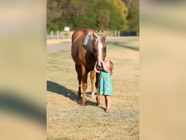 American Quarter Horse Merrie 16 Jaar Palomino in Terrell