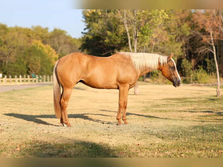 American Quarter Horse Merrie 16 Jaar Palomino in Terrell