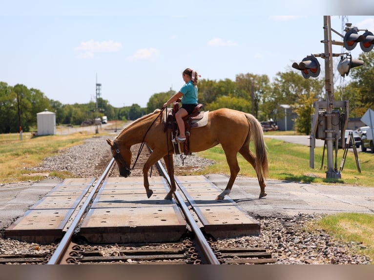 American Quarter Horse Merrie 16 Jaar Palomino in Terrell