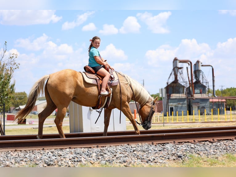 American Quarter Horse Merrie 16 Jaar Palomino in Terrell
