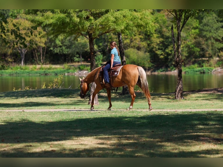 American Quarter Horse Merrie 16 Jaar Palomino in Terrell