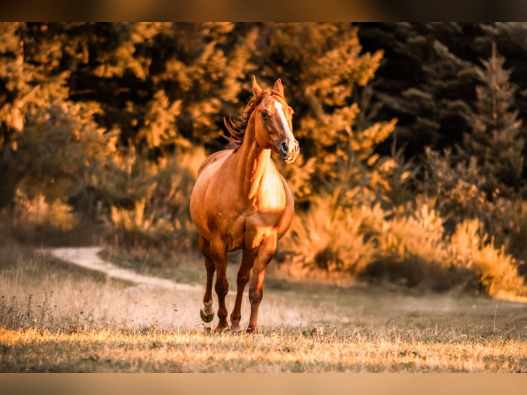 American Quarter Horse Merrie 16 Jaar Red Dun in Montmorillon