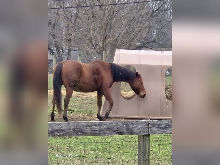 American Quarter Horse Merrie 16 Jaar Roodbruin in Morgantown
