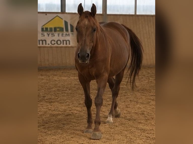 American Quarter Horse Merrie 16 Jaar Vos in Arnbruck