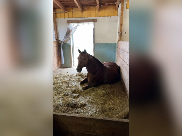 American Quarter Horse Merrie 16 Jaar Vos in Arnbruck