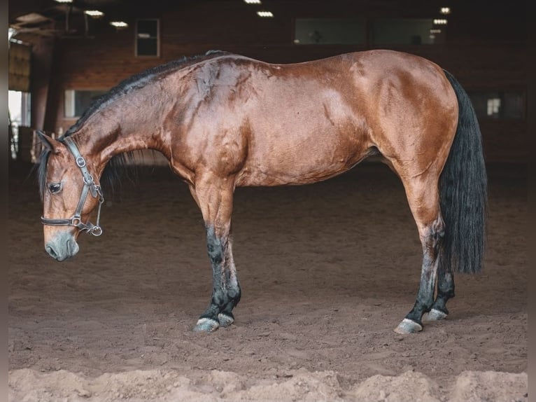 American Quarter Horse Merrie 17 Jaar 138 cm  in Whitehouse