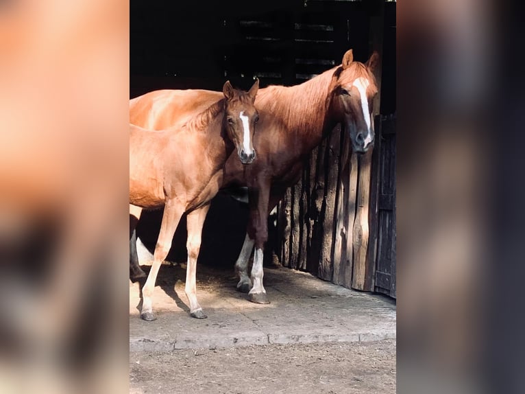 American Quarter Horse Merrie 17 Jaar 140 cm Vos in Saarbrücken