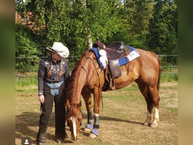 American Quarter Horse Merrie 17 Jaar 140 cm Vos in Saarbrücken