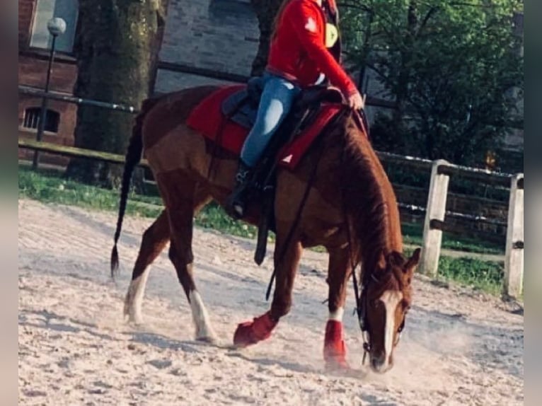 American Quarter Horse Merrie 17 Jaar 140 cm Vos in Saarbrücken