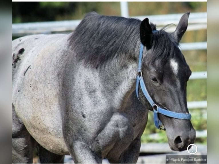 American Quarter Horse Merrie 17 Jaar 145 cm Blauwschimmel in Mellingen