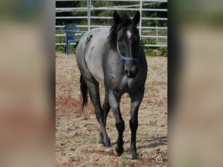 American Quarter Horse Merrie 17 Jaar 145 cm Blauwschimmel in Mellingen