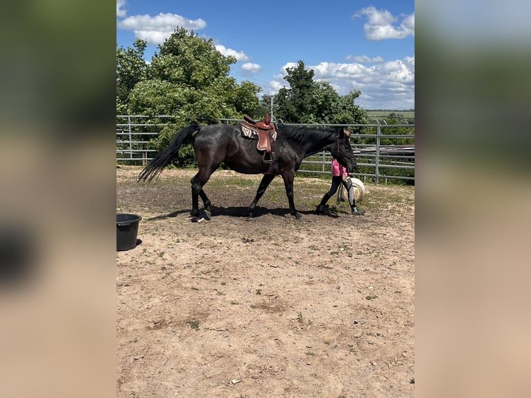 American Quarter Horse Merrie 17 Jaar 145 cm Blauwschimmel in Mellingen