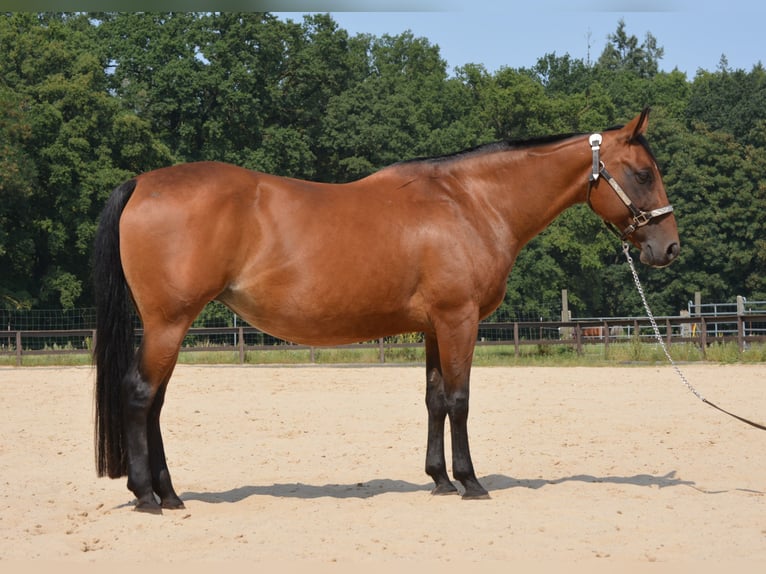 American Quarter Horse Merrie 17 Jaar 145 cm Bruin in Wusterhausen (Dosse) American Quarter Horse Merrie 17 Jaar 145 cm Bruin in Wusterhausen (Dosse)