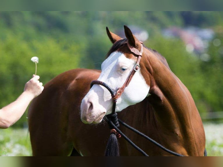 American Quarter Horse Merrie 17 Jaar 148 cm Bruin in Illingen