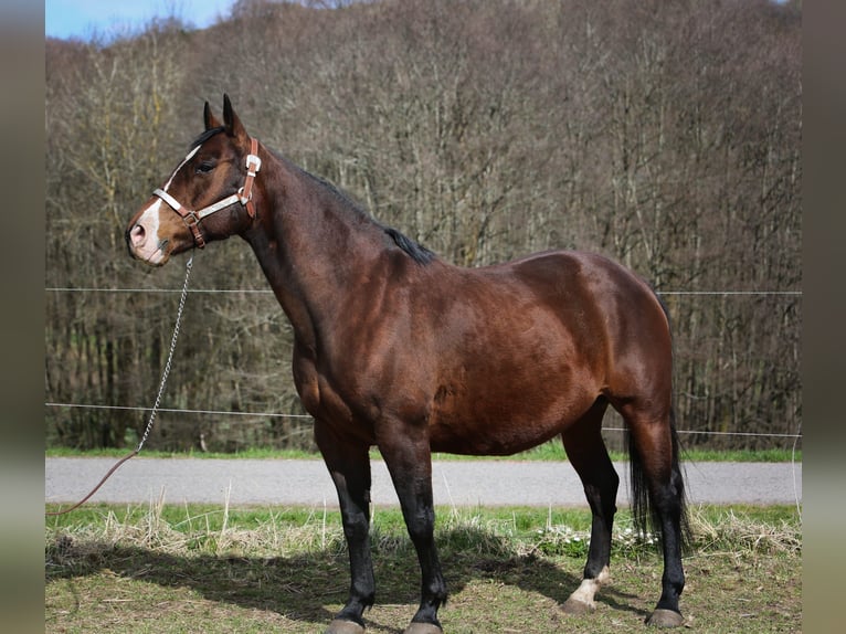 American Quarter Horse Merrie 17 Jaar 148 cm Donkerbruin in Wernberg-Köblitz