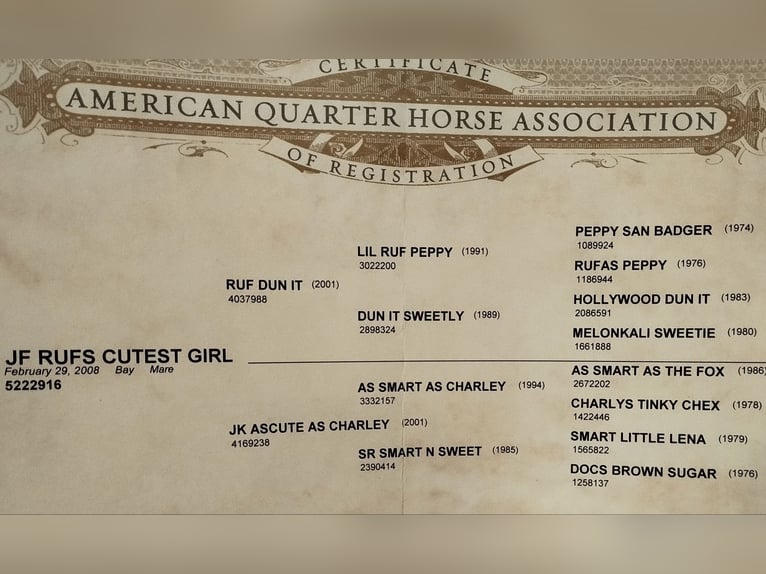 American Quarter Horse Merrie 17 Jaar 148 cm Donkerbruin in Wernberg-Köblitz