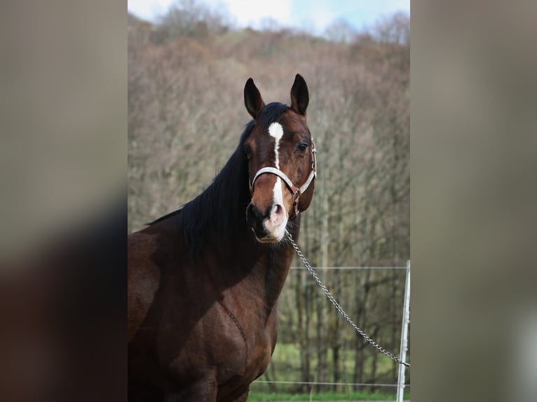 American Quarter Horse Merrie 17 Jaar 148 cm Donkerbruin in Wernberg-Köblitz